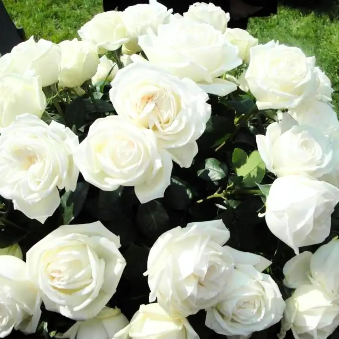 White Rose Plants Climbing, Roses Bushes Plant Live Tree, Fragrant and Well-Rooted, Starter 4 to 9 Inc Tall, No Leaf, Vining Roses for Planting Outdoor, Colorful Blooms