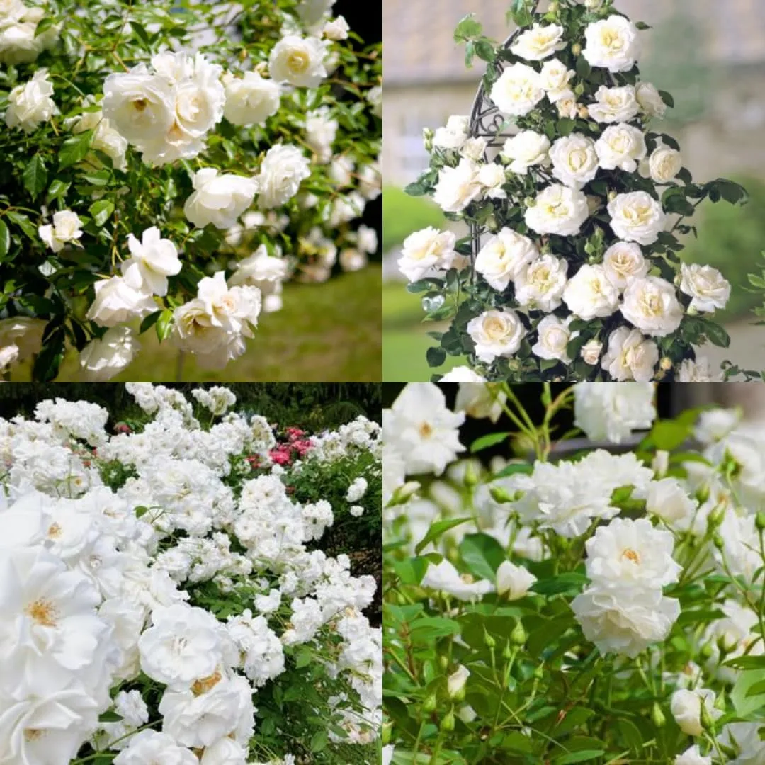 White Rose Plants Climbing, Roses Bushes Plant Live Tree, Fragrant and Well-Rooted, Starter 4 to 9 Inc Tall, No Leaf, Vining Roses for Planting Outdoor, Colorful Blooms