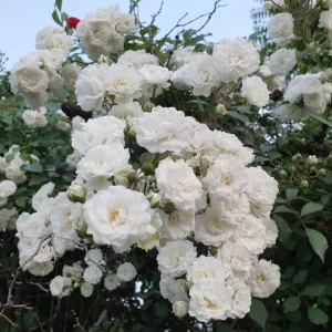 White Rose Plants Climbing, Roses Bushes Plant Live Tree, Fragrant and Well-Rooted, Starter 4 to 9 Inc Tall, No Leaf, Vining Roses for Planting Outdoor, Colorful Blooms